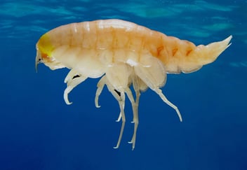 nærbilde av en reke i vann som er forurenset