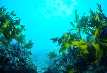 Grønt sjøgress på havets bunn, med turkis-blått vann i bakgrunnen.