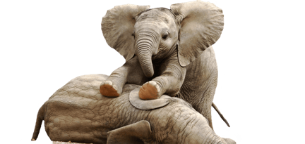 En elefantunge klatrer på en annen