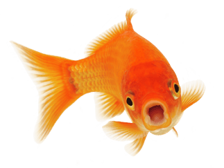 Nærbilde av en gullfisk