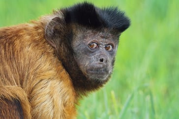 Nærbilde av en apekatt