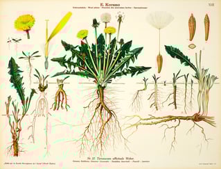 Plakat i farger med alle de forskjellige delene av en løvetann. Foto: Emil Korsmo, NIBIO