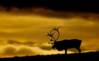 silhuett av en reinsdyrbukk i solnedgang