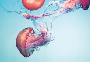 Fargerike maneter i vannet, med tråder og manetslim hengende etter seg. 