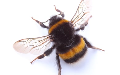 Nærbilde av en humle.