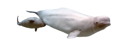 En belugahval med barn