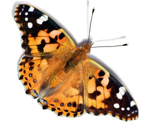 Bilde av en oransj og svart Tistelsommerfugl