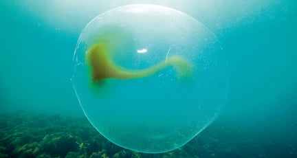 Et blekksprutegg som flyter rundt i vannet. 