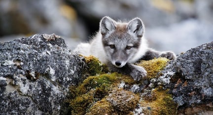 En hvit og grå rev ligger på noen steiner og slapper av. 