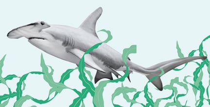 Hammerhai med tegnet sjøgress rundt