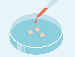 Pipette drypper ern dråpe rød væske på tre prikker i petriskål