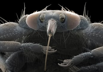 Hjortelusflue - ekstremt forstørret