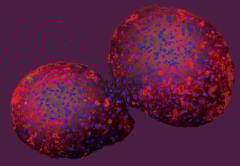 To runde former med røde og blå lysende flekker