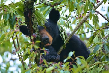Bjørn som spiser kirsebær som henger fra et tre.