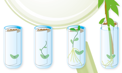 Illustrasjon av et frø som vokser