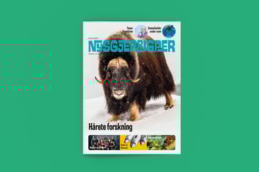 Forsiden av Nysgjerrigperblad med bilde av moskus på forsiden