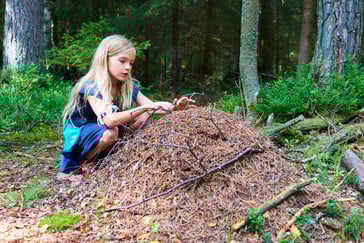 En jente studerer en maurtue ute i skogen.