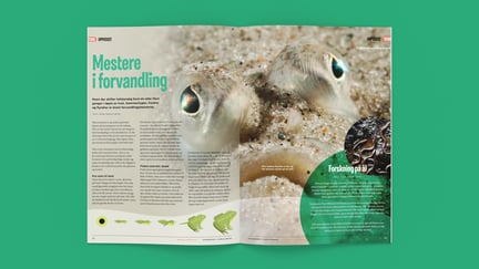 Artikkelen Mestere i forvandling med bilde av en flyndre oppslått på grønn bakgrunn