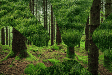 Trær i en grønn skog