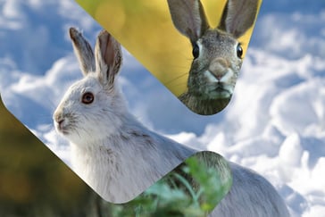 Hare om med hvit vinterpels kombinert med hare med brun sommerpels