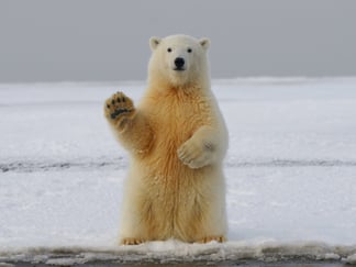 Oppreist isbjørn som ser rett frem og har den ene labben opp