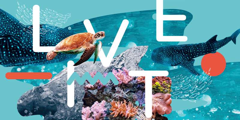 Tema: Fisk og dyr i vann