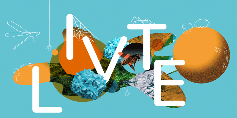 Tema: Insekter og edderkopper