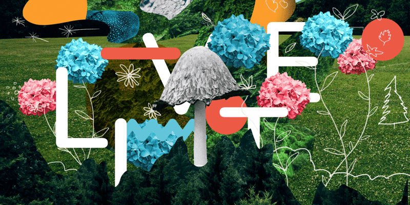 Tema: Planter, trær og sopp