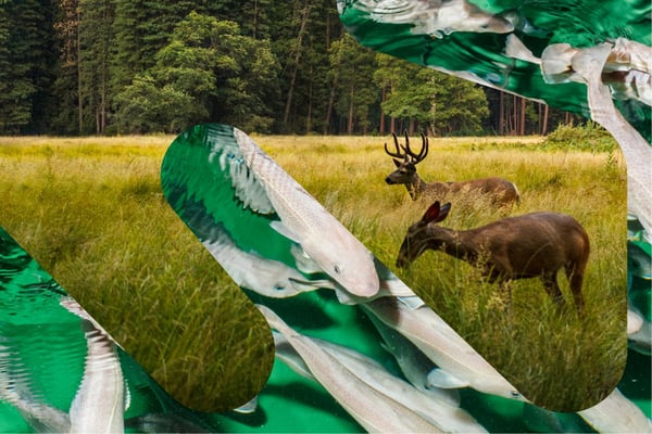 To bilder kombinert: Dådyr og fisker
