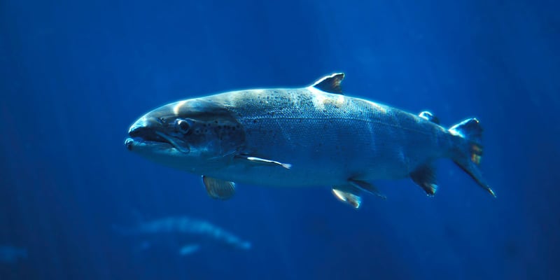 Laks som svømmer i havet