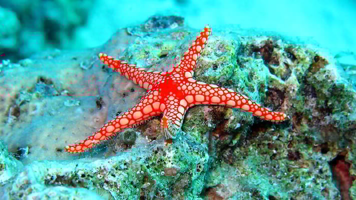 Rød sjøstjerne med hvite prikker