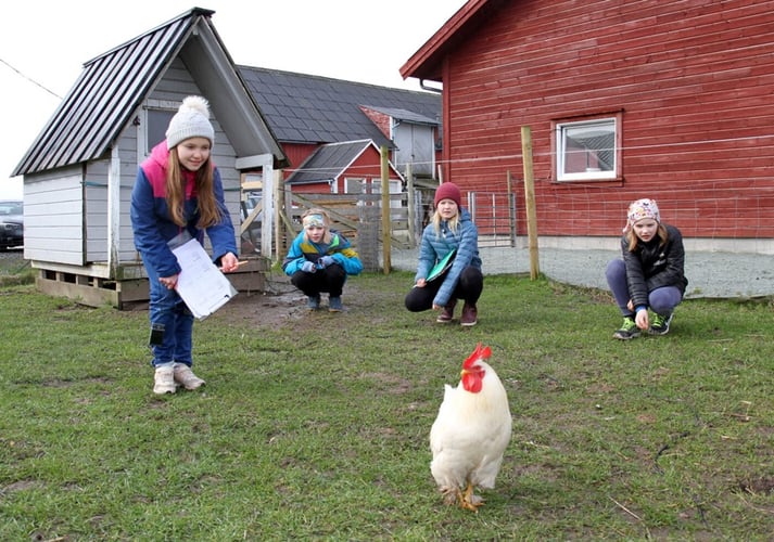 Lene, Peder, Hedda og Jens fra Storevarden skole forsket på hvorfor vi snakker med lys stemme til små barn og søte dyr. Her er de på Peders gård i Tananger og samler inn data. Reagerer høna annerledes på lyse enn mørke stemmer? Foto: Åshild Skadberg, NTB