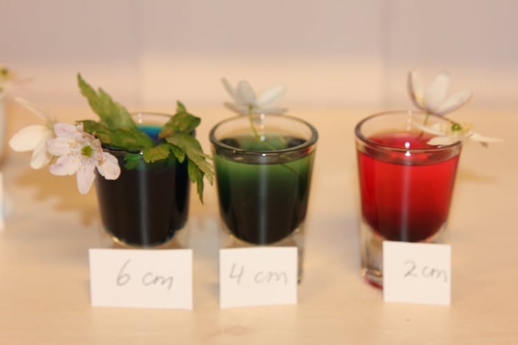 Bilde fra eksperimentet med hvitveis i tre forskjellige glass fylt med fargene blå, grønn og rød. 