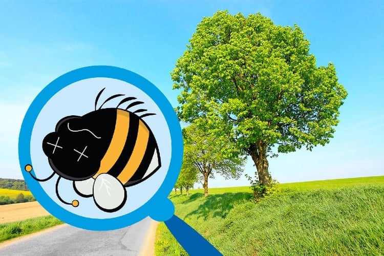 Bilde av gress og trær langs en vei, på høyre side er det en illustrasjon av et forstørrelsesglass med en død humle inni.