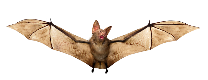 Flaggermus med vingene utslått.