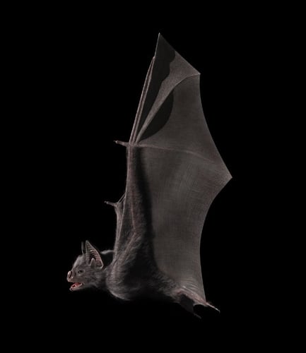 Flaggermus som flyr.