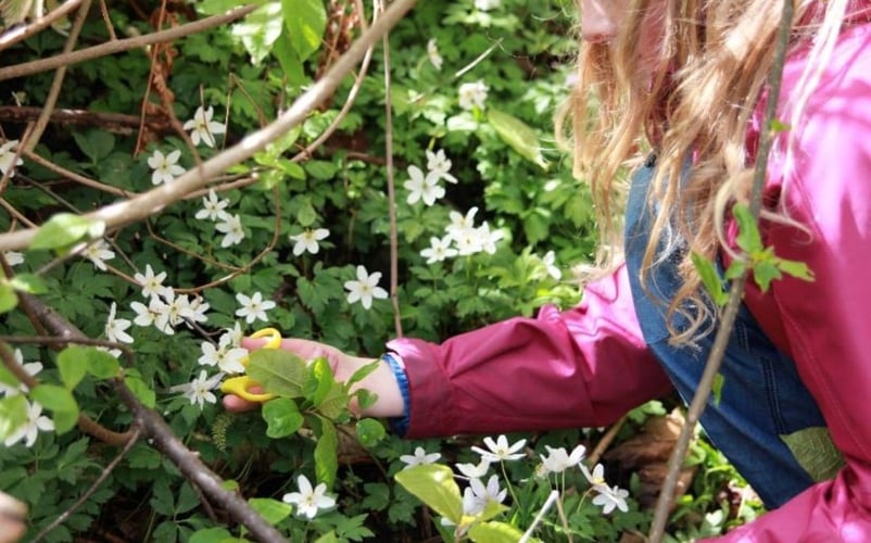 Ei jente klipper kvitveis med saks. 