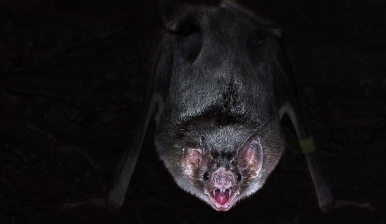 Nærbilde av ansiktet til en flaggermus.