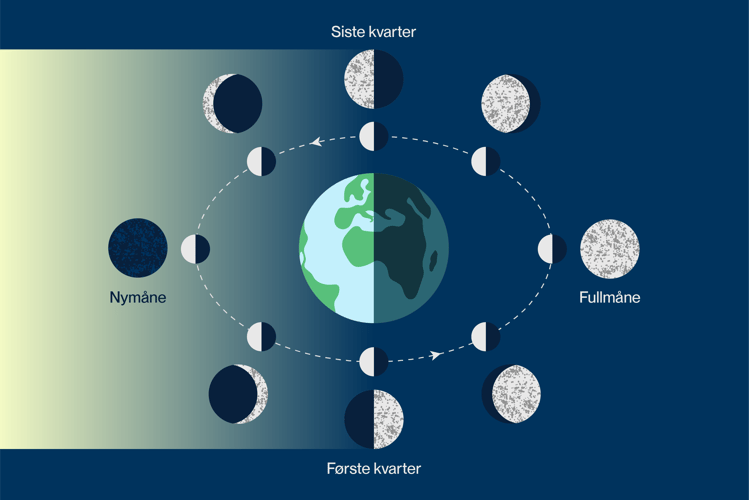Illustrasjon som viser hvordan månefasene oppstår. Jordkloden er i midten, lyset fra solen kommer fra venstre. Og så viser illustrasjonen hvordan lyset treffer månen basert på hvor månen er og hvordan månen da ser ut fra jorda. 