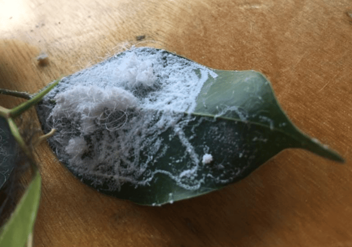 Et grønt blad med et hvitt belegg på seg. 