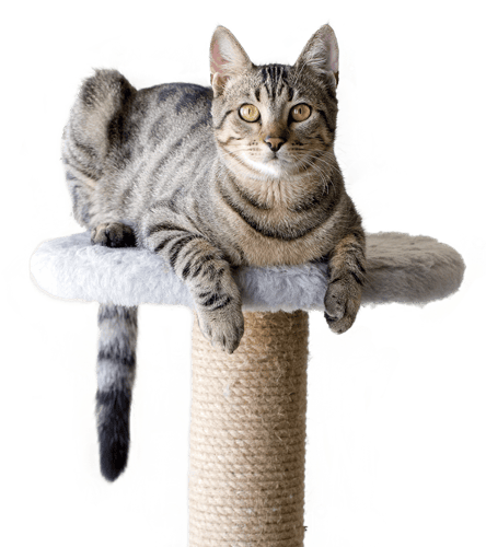 Huskatt som ligger på toppen av et kattetårn.