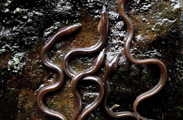 Nærbilde av åler som kryper over hverandre