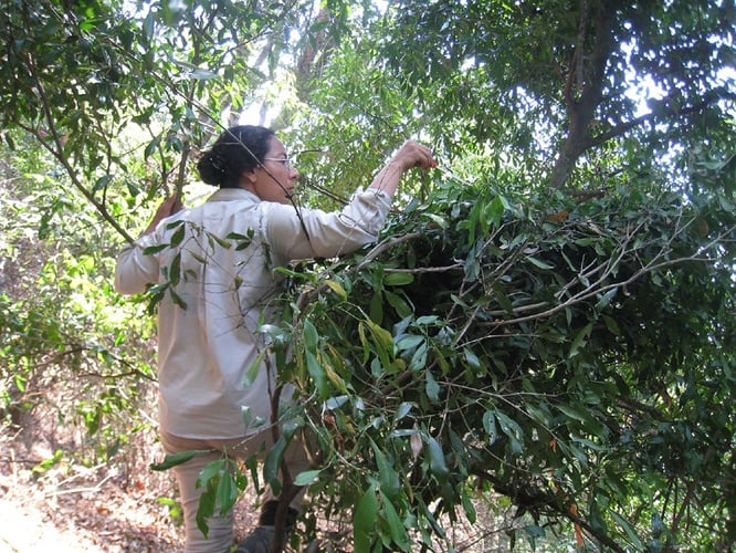 Forsker klatrer opp i et tre for å undersøke sjimpansenes senger.