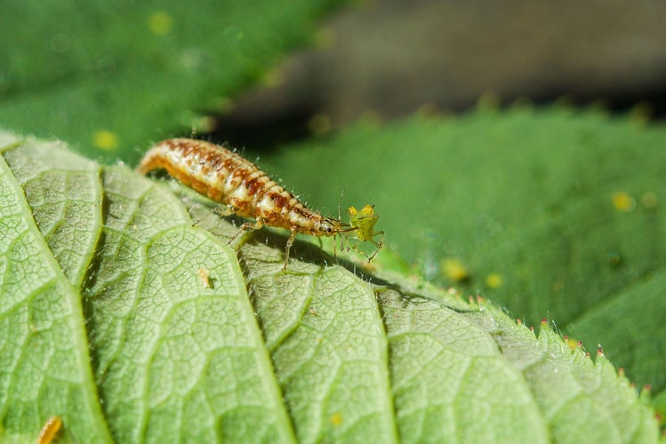En larve som spiser en bladlus.