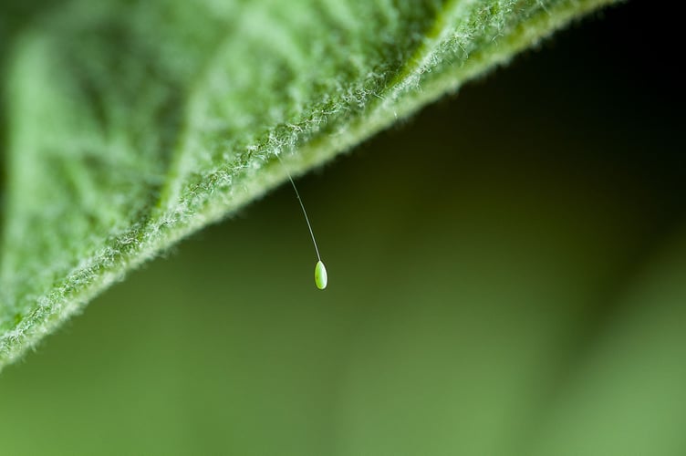 Larvepuppe, egg som er festet til et blad med en lang stilk.