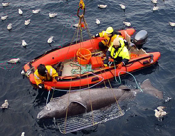 Forskere som har hentet opp en Håkkjerring som ligger på en stor rist i vannet.