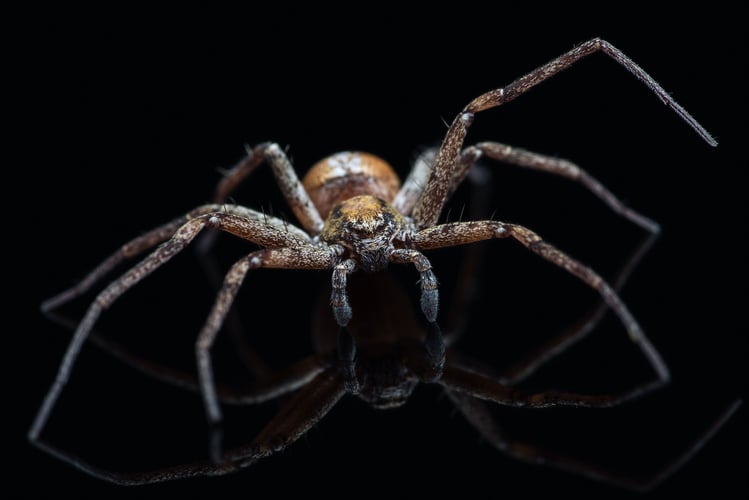 Nærbilde av en jaktedderkopp.
