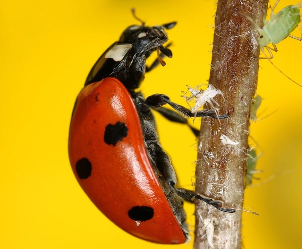 Nærbilde av en Marihøne som klatrer på en kvist.