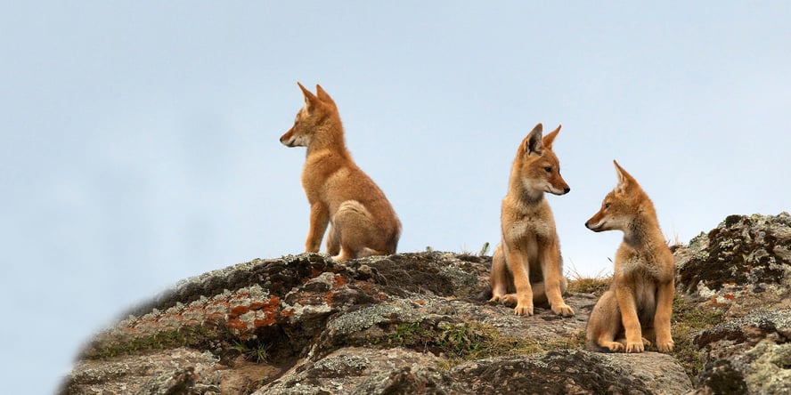 Tre ulver sitter og ser utover terrenget. 