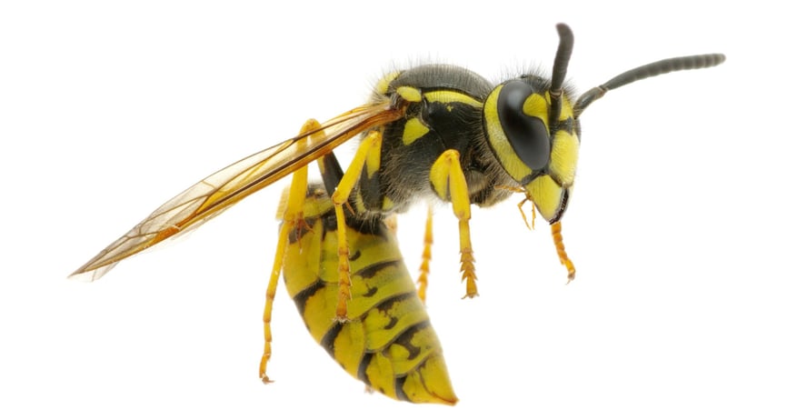 Nærbilde av en veps.